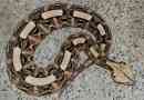 Gabon vorkuka - pestrade snake-gyilkos
