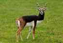 Garna