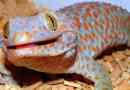 Gecko toki - éneklő gyíkok