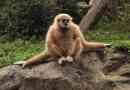 Gibbon
