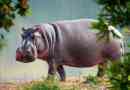 Mi a maximális sebesség a hippo?