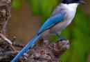 Kék negyven madár. Életmód és habitat blue soroki