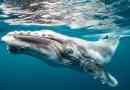 Humpback bálnák védi más állatokat