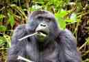 Gorillas mindenevő, húsevő vagy növényevő?
