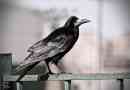 Rook