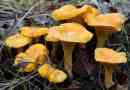Chanterelles