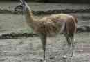Guanaco - az egyik teve