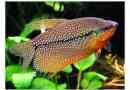 Pearl gourats: békés akváriumi hal