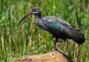 Haghedash - afrikai magnificent ibis