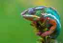 Chameleons a terráriumokban: tartalom és gondozás