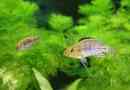 Haplochromis filalander: akvárium rezidensek