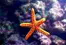 Mit és hogyan kell enni starfishes?