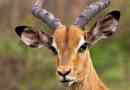 Impala