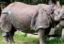 Indiai rhino