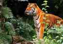 Indiai tigris