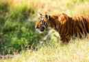 Indochinese tigris