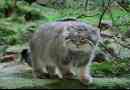 Érdekes a manul