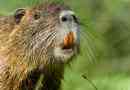 Érdekes tények nutria-ról