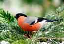 Érdekes tények a bullfinches-ről