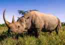 Érdekes tények rhinosról