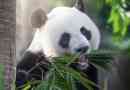 Érdekes tények a panda-ról