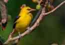 Oriole és érdekes tények róla
