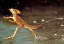 Lizard-jézus a wyomingben található