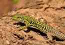 Lizard - nézetek és leírás