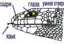 Gyíkok