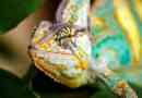 Jemeni chameleon