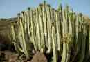 Endemics afrika
