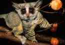 Southern small galago - tiny puchalase primate