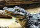 Kajmán krokodil. Életmód és habitat cayman