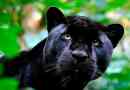 Mit vezet a fekete panther vezet?