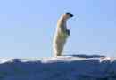 A jegesmedve milyen méretű és súlya?