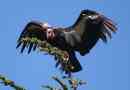 California condor - bird szimbólum