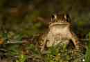 Reed toad