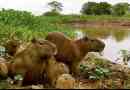Capibara