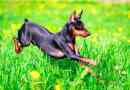 Törpe pinscher - pluszok és hátrányok fajtái