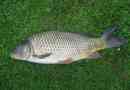 Carp: haladó halak