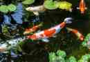 Karp koi