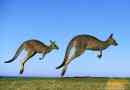 Kenguru - boxer jumping