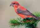 Crossbill
