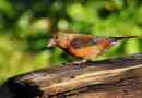 Crossbill