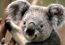 Koala, vagy ausztráliai medve