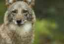 Cooler - wolf + coyote