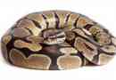 Royal python - terparárok kedvence