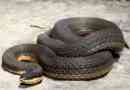 Royal water - top change snake