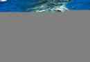 Leatherback turtle