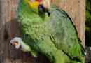 Red moloby amazon - parrot színes működéssel